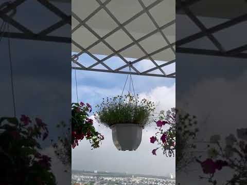 HQC Bình Trưng Đông Có VÀI SUẤT THANH LÝ của chủ đầu tư,chi tiết bên dưới