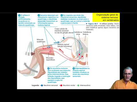 Sistema Nervoso FACB7 parte 10