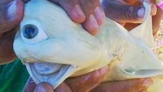 REAL CYCLOPS SHARK and more great images -- IMG! #46