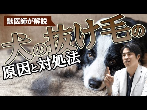 犬の脱毛 - 原因と治療法