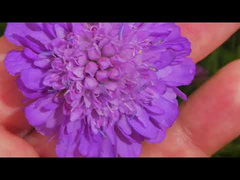 Henri Nouwen "Nimm jede Veränderung vertrauensvoll an"