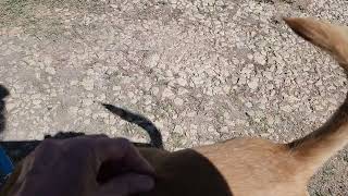 Video preview image #1 Chug Puppy For Sale in Bandera, TX, USA