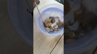 Download lagu CARA MEMBUAT ALAT MELATIH IKAN CUPANG BIAR GALAK BESTIE mp3