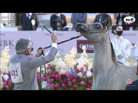 N 11 AYOUSH AL SHAQAB   Katara International Arabian Horse Festival   Yearling Fillies Class 1B