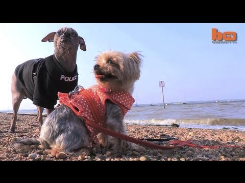 Los perros recién casados se van de luna de miel