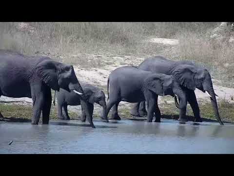 Djuma: Small Elephant herd - 14:51 - 04/07/2022