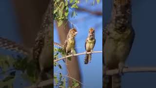 Download lagu 'Suara Burung di Alam Bebas | Kicau Burung Hutan Asli Bikin Tenang' mp3 Download lagu 'Suara Burung di Alam Bebas | Kicau Burung Hutan Asli Bikin Tenang' mp3