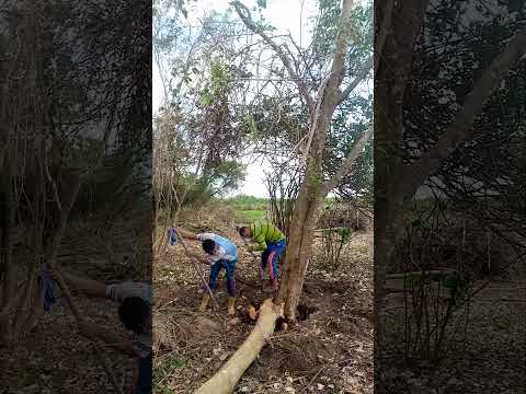 agricultura la ceiba Trujillo