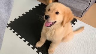 An order paw without a reward is not convincing Golden retriever puppy