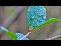 Allison Moorer - "Day You Said Goodbye"