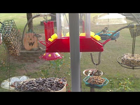 Bird feeding cam - Georgia