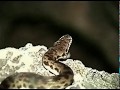 David Arkenstone - Rain (Mt Etna Bats)