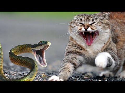 , title : 'Kucing vs ular (sampai salting)'