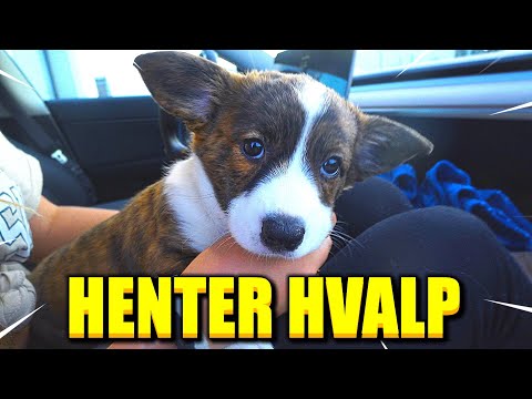 VI HENTER VORES HUNDEHVALP!!