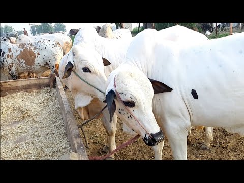 Islamabad Cow Mandi || Rates Update  || Full Coverage Bhatta Chowk Video