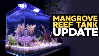 🌴 Simple Mangrove Tank - Bad, Good, Future! (17g - 9/27/2020)