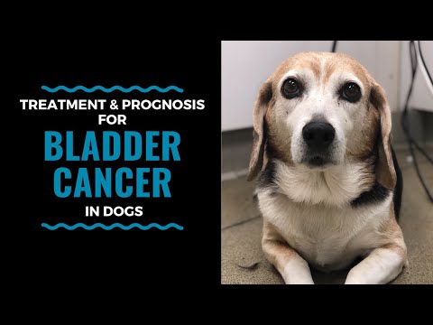 Dog Bladder Cancer Treatment Options: Vlog 111