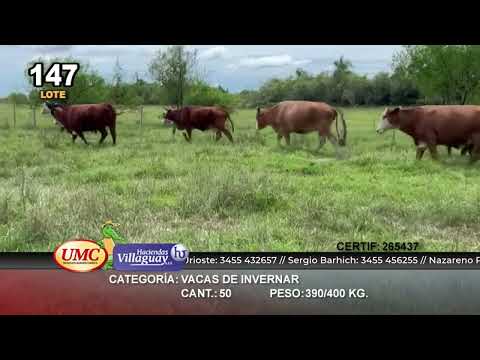 Lote 50 Vacas de invernar en Col. C. Pellegrini, Corrientes