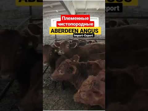 , title : 'Импорт-Экспорт Aberdeen Angus. Племенные Абердин Ангус, мясная порода скота. #shorts'