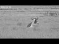 Big Cat Live Catches A Lion Kill Live On Its Web Cams BBC