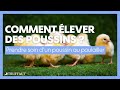The Best 9 Poussins Mignons