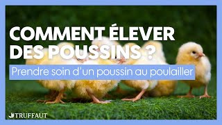 Comment élever des poussins : prendre soin d'un poussin au poulailler- Truffaut