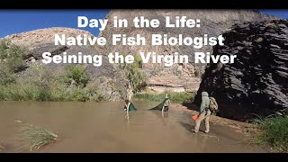 Into the Nets: A Biologist’s Day Seining the Virgin River