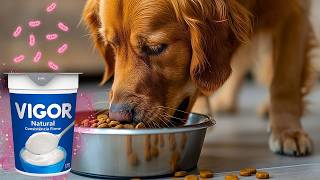 PROBIÓTICOS PODEM CURAR DOENÇAS DO SEU CACHORRO SEM USAR REMÉDIOS COMPLEXOS
