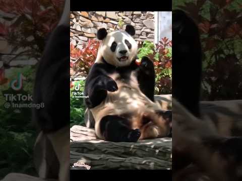 PandaLife