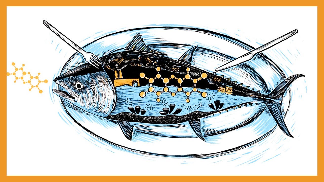 Tetrodotoxin vs. Ciguatoxin vs. Scombroid Poisoning