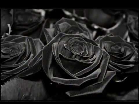 The Dogma - Black Roses