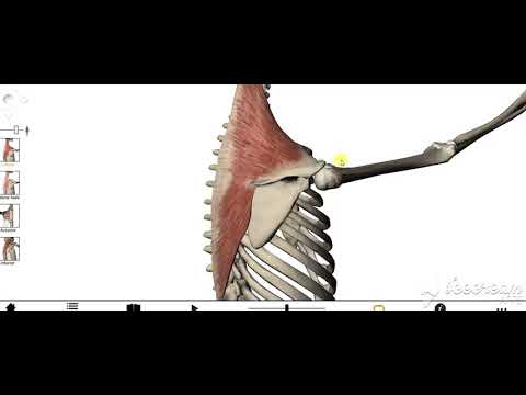 Back sensory nerve supply