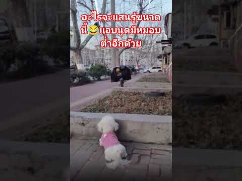 ฉลาดจริงๆตัวแค่นี้😂🥰🐕 #หมาน่ารัก #สุนัขแสนรู้  #cutedog