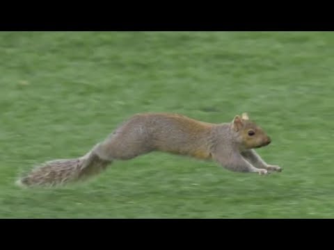 Animal Interference in Football Video