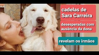 Cadelas de Sara Carreira MUITO tristes com saudades da dona, afirmam os irmãos