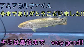 お魚さんの『死』について　アミアカルヴァくんの最期【閲覧注意】