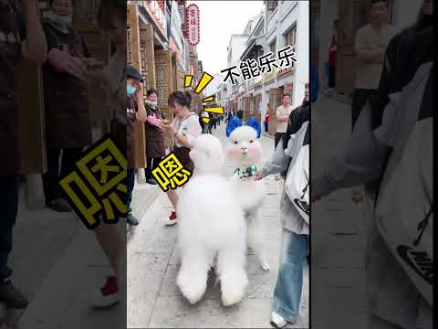 羊驼护食 不就是拔了它嘴里的一根麻花吗，干嘛追我一条街呀神奇动物在抖音 萌宠出道计划 羊驼乐乐妈