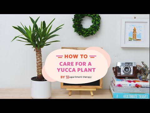 , title : 'How To Care For A Yucca Plant | Apartment Therapy'
