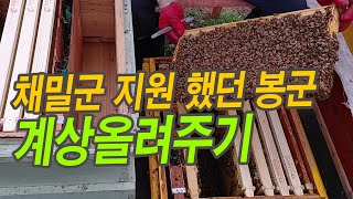 채밀군 지원 했던 봉군 계상올려주기(2021.05.21)