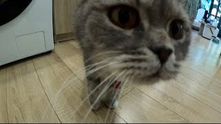 ハノイ散歩109 ネコを預かった日