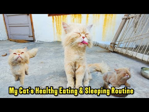 My Cat's Healthy Eating & Sleeping Routine" Description | Subhan Vlogs