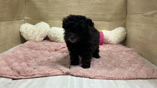 トイプードルの動画01