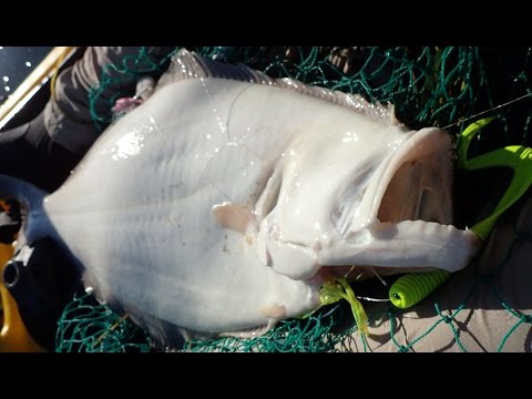Big Ocean Fluke (Flounder) and Sea Bass Fishing