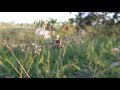 Nature Wild Flower Bugs No Copyright Videos