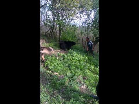 Caini ciobanesti Corbu Buzau