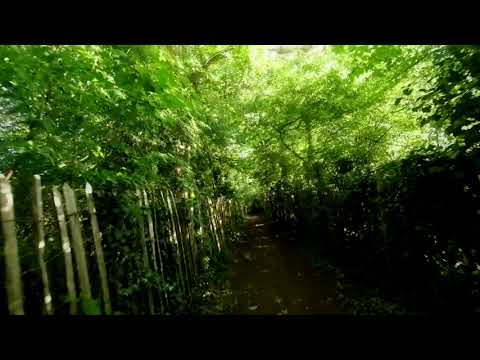 Brendan Power - THE SOFIA SHUFFLE - Bikes & Harps #22 (featuring great Bulgarian musicians!)