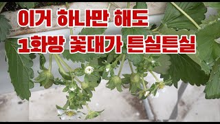 딸기 1화방 물었다!!! 1화방 출뢰 시 이거 하나만 해도 매우 효과적!!!