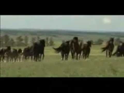 Horses -  Conquest of Paradise