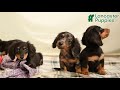 Miniature Dachshund dogs for sale: Harper - Video 1