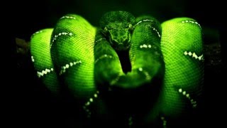 Trust in me - Susheela Raman